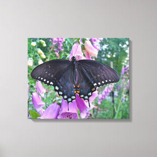 Weibliches Spicebush-Frack Butterfly Leinwanddruck