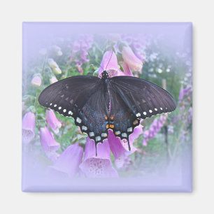Weibliches Spicebush-Frack Butterfly Magnet