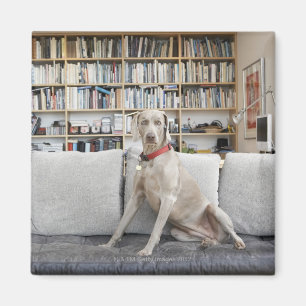 Weibliches Tier Magnet