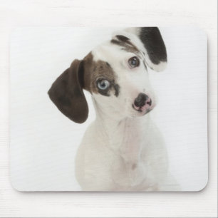 Weibliches Welpenanstarren der Dackel/des Mousepad