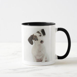 Weibliches Welpenanstarren der Dackel/des Tasse