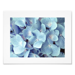 Weich blaues Hydrangea-Muster Fotodruck