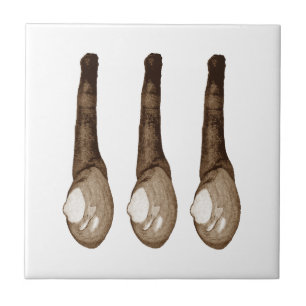 Weich-Geschälte Muscheln Fliese