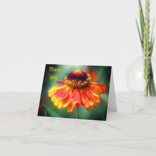 Weich-orange-gelbe Zinnia-Blume Dank Karte