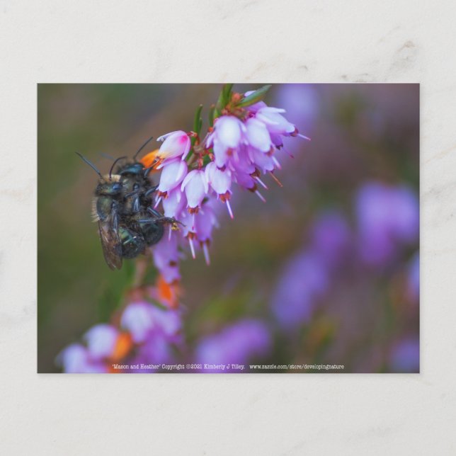 weich postkarte (Vorderseite)