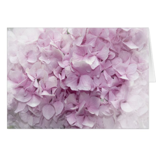 Weich rosa Hydrangea Blossom (Vorderseite (Horizontal))