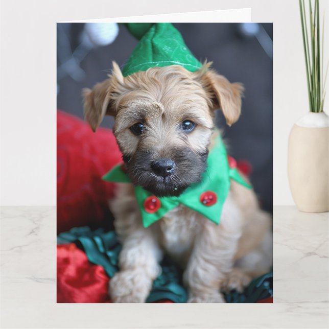 Weich überzogenes Wheaten Terrier Elf Karte (Vorderseite)