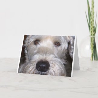 Weich überzogenes Wheaten Terrier Karte
