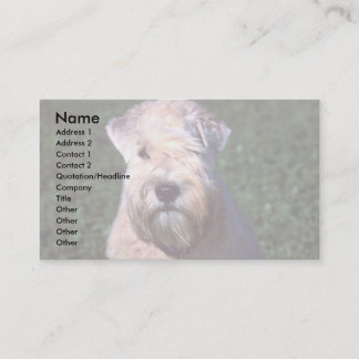 Weich-überzogenes Wheaten Terrier Visitenkarte