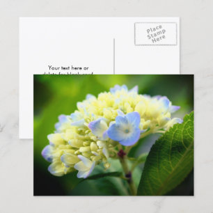 Weiche Blaue Hortensien-Blumenfotografie  Postkarte