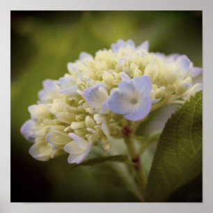 Weiche Blaue Hortensienblüte im Vintage-Farbton Poster