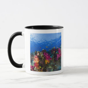Weiche Korallen auf flachem Riff, Fidschi Tasse