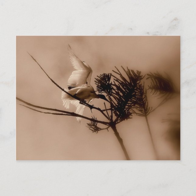 weiche Landung Postkarte (Vorderseite)