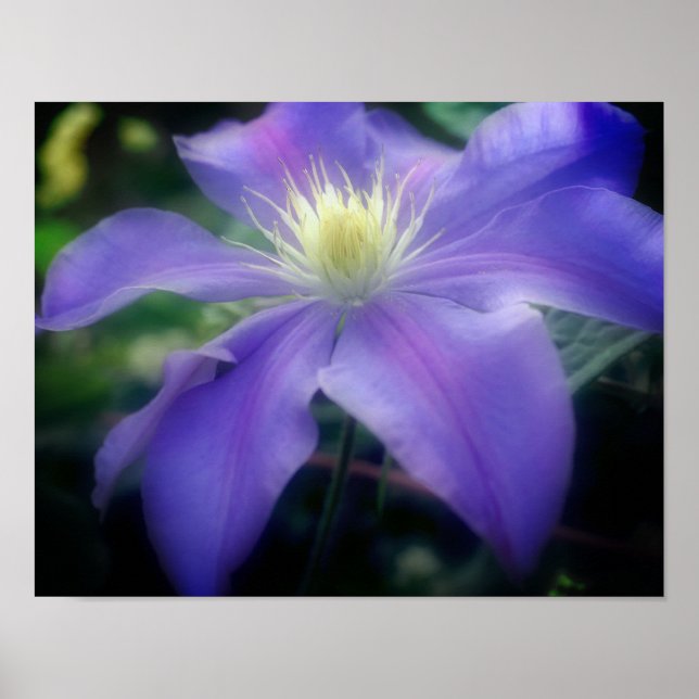 Weiche Lila Clematitis-Blume Poster (Vorne)