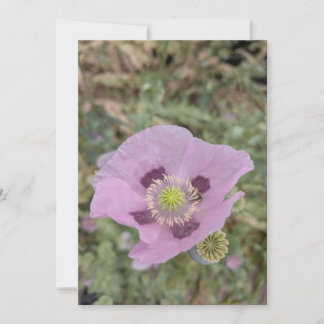 Weiche rosa Mohnblüte mit Biene Einladung