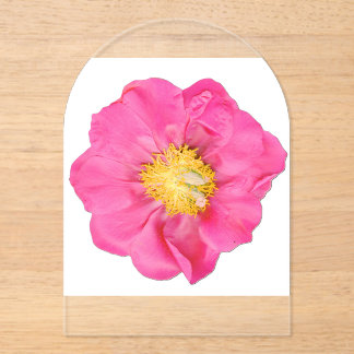 Weiche rosa Pfingstrose Botanical Acryl Acryleinladungen