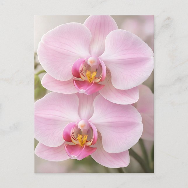 Weiche rosa Phalaenopsis-Orchidee Postkarte (Vorderseite)