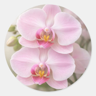 Weiche Rosa Phalaenopsis-Orchidee Runder Aufkleber