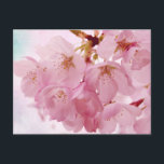 Weiche Vintage rosa Kirschblüten Postkarte<br><div class="desc">Schöne rosafarbene Kirschblüten auf Vintagem rosa und blauen Hintergrund.</div>