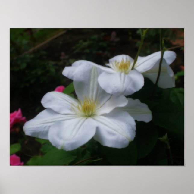 Weiche weiße Clematitis Blume Orton-Effekt Poster (Vorne)