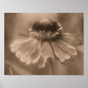 Weiche Zinnia-Gänseblümchen-Blume in Vintage-Sepia Poster