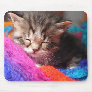 Weiches schlafendes neugeborenes Kätzchen Fotograf Mousepad