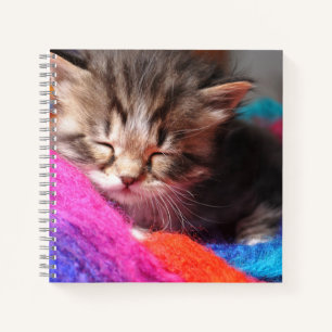 Weiches schlafendes neugeborenes Kätzchen Fotograf Notizbuch