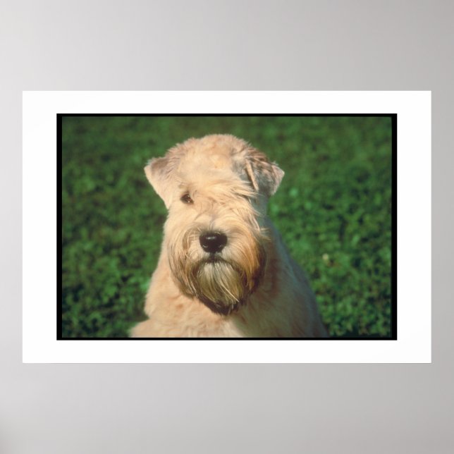 Weiches Wheaten Terrier Poster (Vorne)