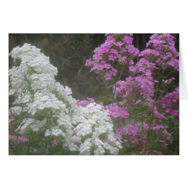 Weichglühende Phlox-Blume (Vorderseite (Horizontal))