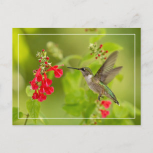 Weichgrüner Sommer Postkarte