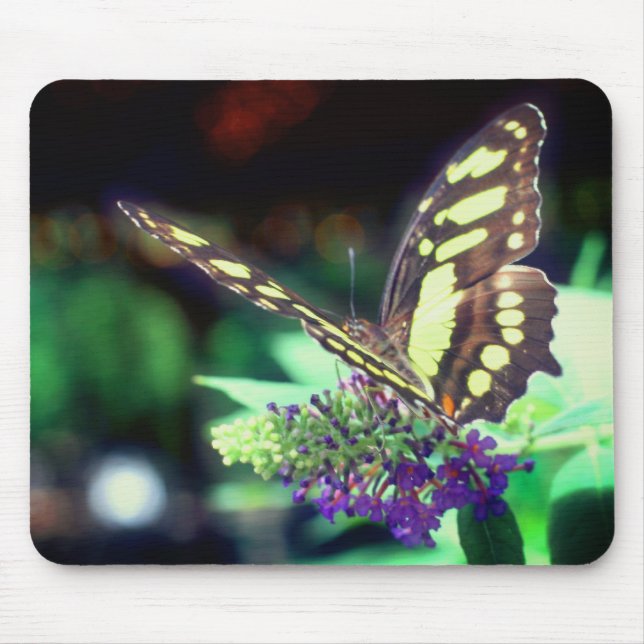 Weichschmetterling auf Blume Mousepad (Vorne)