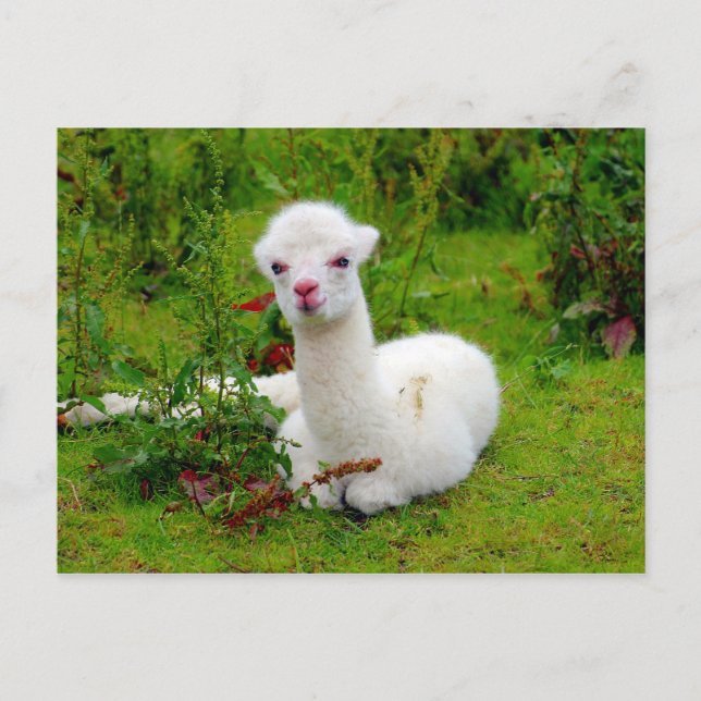 Weichtes Alpaca-Tier Postkarte (Vorderseite)