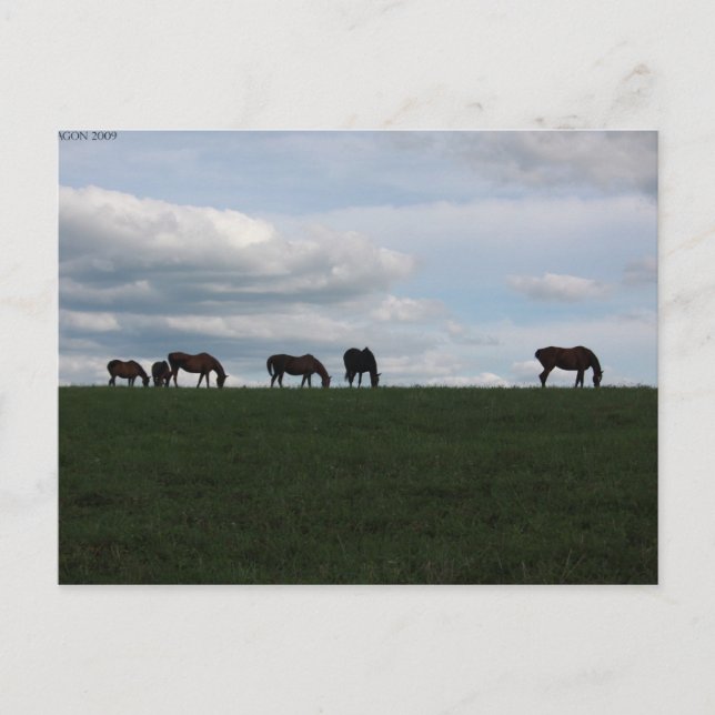 Weide auf dem Hügel Postkarte (Vorderseite)