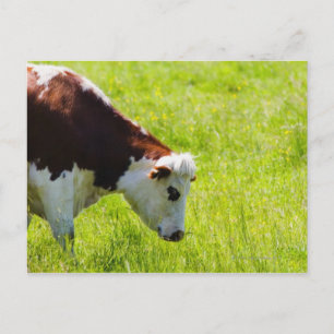 Weide auf einem Feld, Loire Valley, Frankreich Postkarte