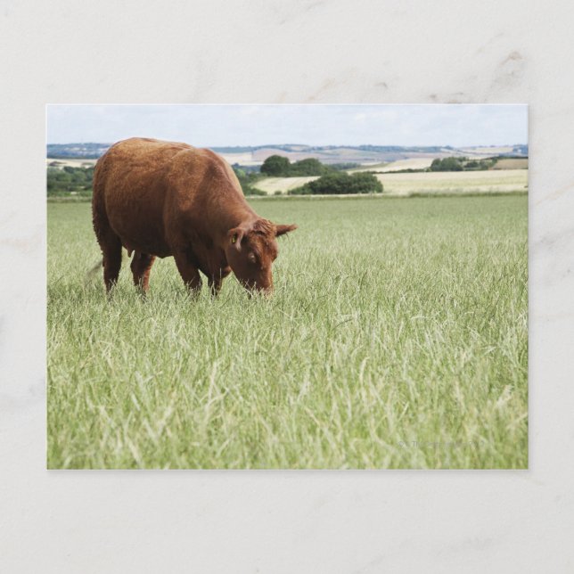Weide auf Wiese Postkarte (Vorderseite)