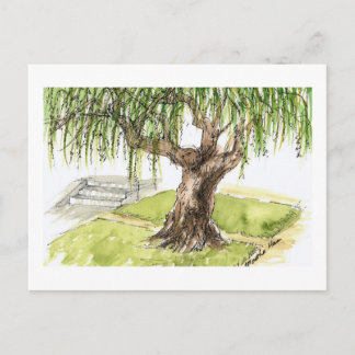 Weide-Baum-Postkarten Postkarte