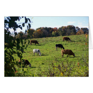 Weide im Herbstfeld