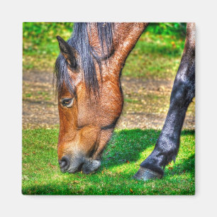 Weide New Forest Pony Wildlife Magnet