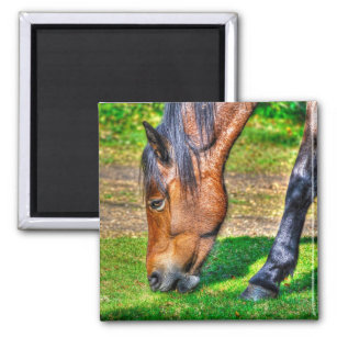 Weide New Forest Pony Wildlife Magnet