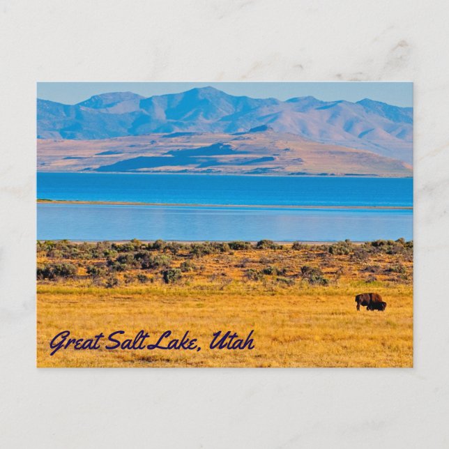 Weidebuffet, großer Salzsee, Utah Postkarte (Vorderseite)