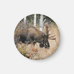 Weidebulle Magnet