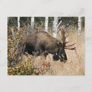 Weidebulle Postkarte