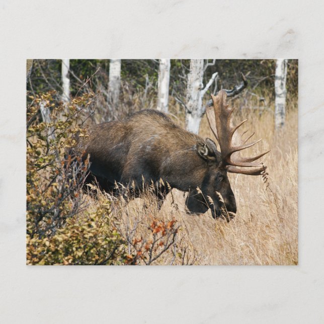 Weidebulle Postkarte (Vorderseite)