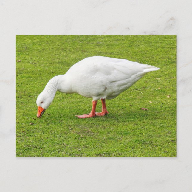 Weidegang Emden Goose Postkarte (Vorderseite)