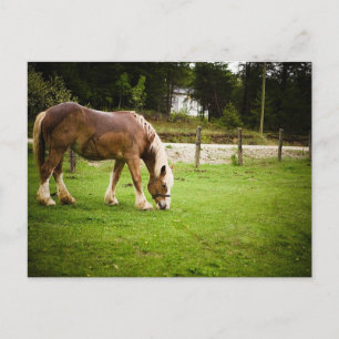 Weidegang nach dem Tod Postkarte