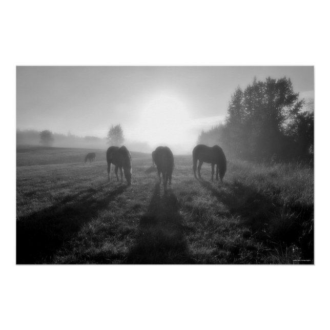 Weideherde bei Sonnenaufgang, Equine B&W Foto Poster (Vorderseite)