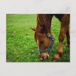 Weidekastanie mit Streifen Postkarte