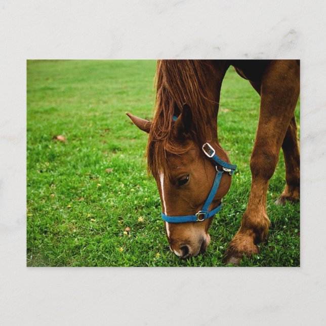 Weidekastanie mit Streifen Postkarte (Vorderseite)