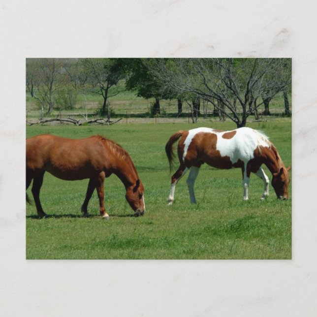 Weidekastanie und Pinto Postkarte (Vorderseite)