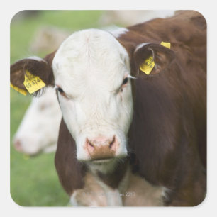 Weidekühe, nah quadratischer aufkleber